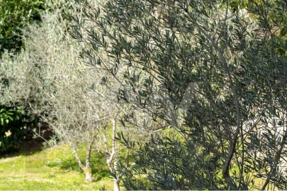 Quinta T8 para Venda em Belmonte e Colmeal da Torre