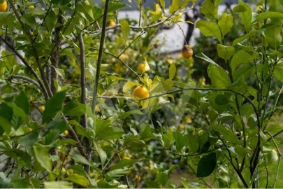 Quinta T8 para Venda em Belmonte e Colmeal da Torre