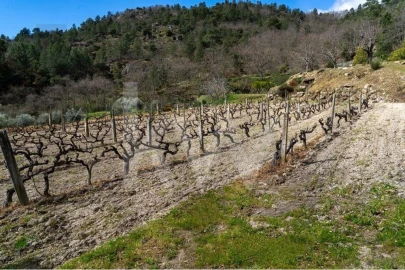Quinta T8 para Venda em Belmonte e Colmeal da Torre