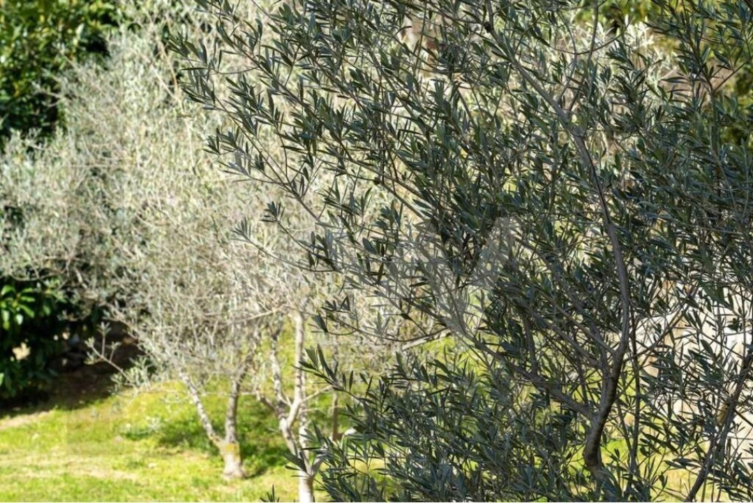 Quinta T8 para Venda em Belmonte e Colmeal da Torre Foto 72