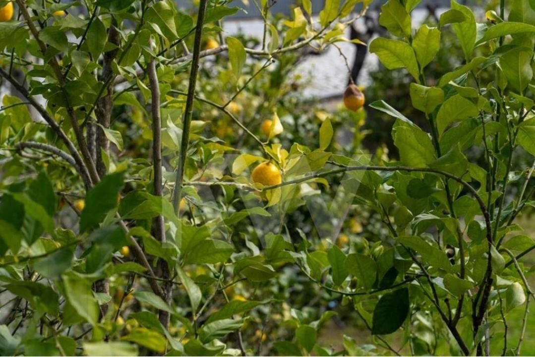 Quinta T8 para Venda em Belmonte e Colmeal da Torre Foto 13