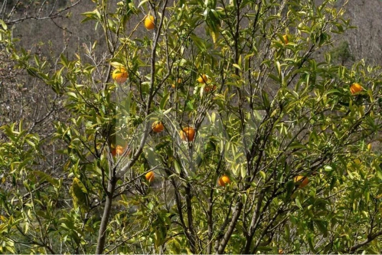 Quinta T8 para Venda em Belmonte e Colmeal da Torre Foto 14