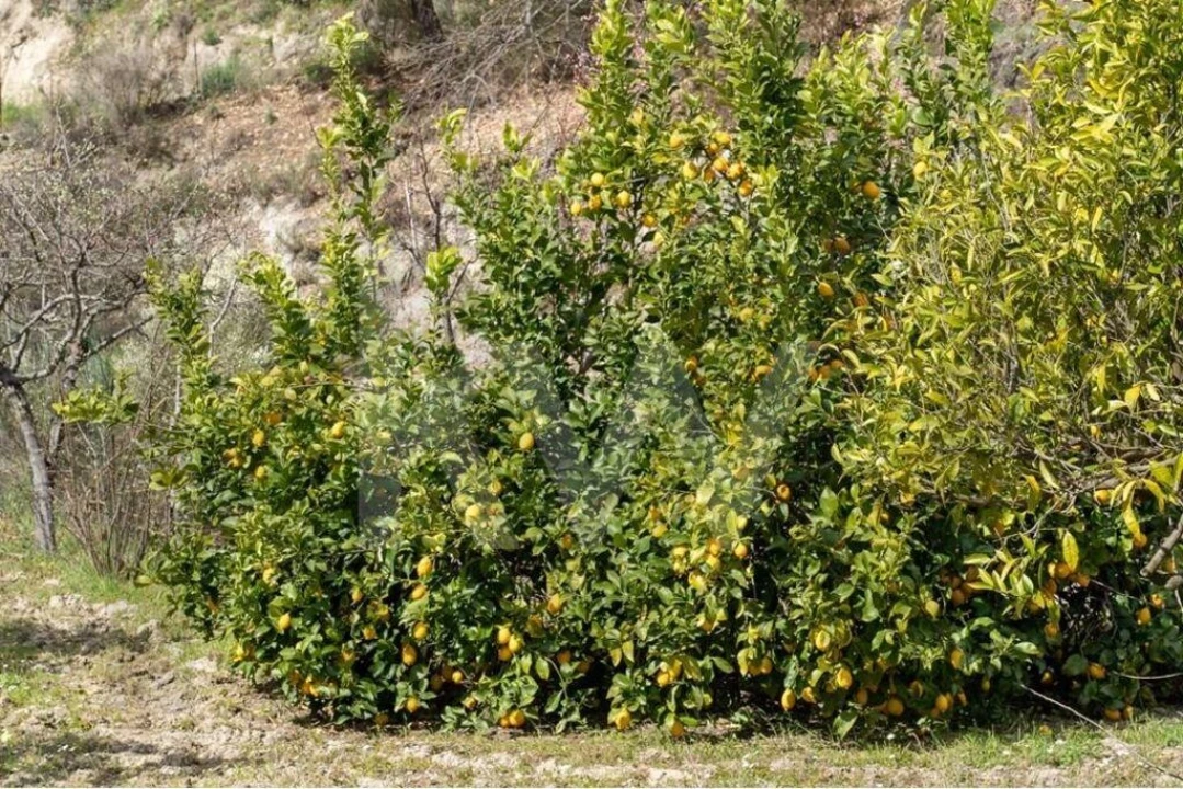 Quinta T8 para Venda em Belmonte e Colmeal da Torre Foto 74