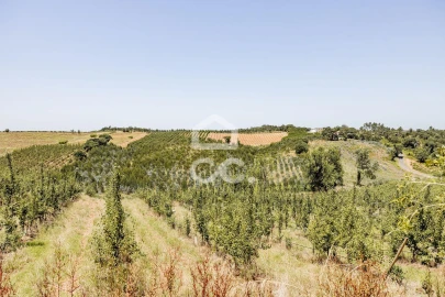 Quinta T10 para Venda em Santa Maria, São Pedro e Matacães