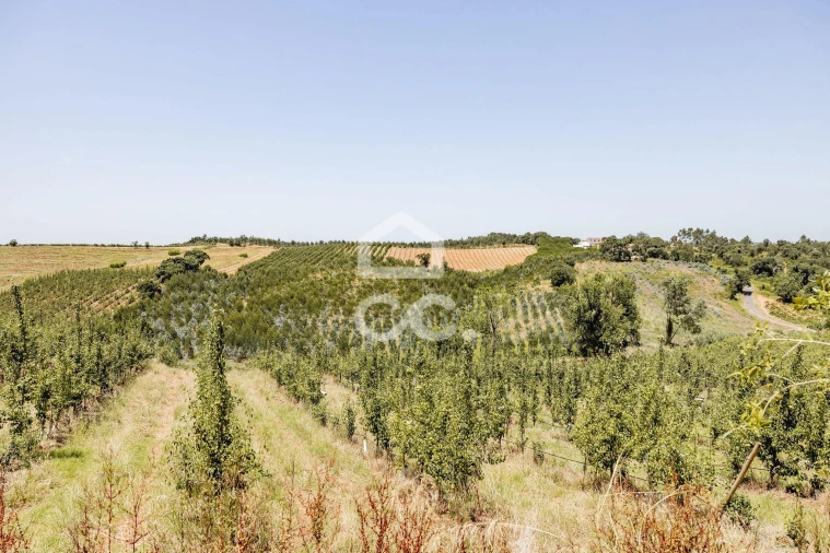 Quinta T10 para Venda em Santa Maria, São Pedro e Matacães Foto 41