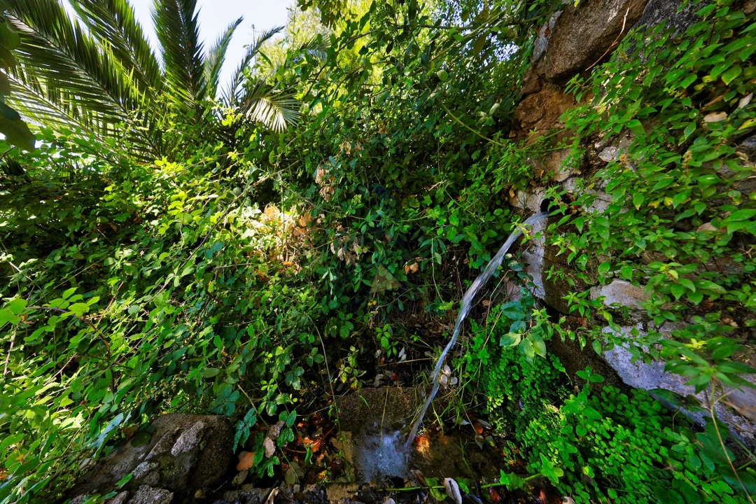 Terreno para Venda em Monchique Foto 12