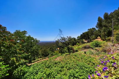 Terreno para Venda em Monchique