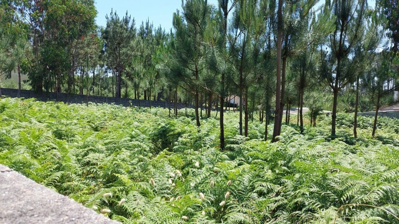 Terreno para Venda em Monte Real e Carvide Foto 10