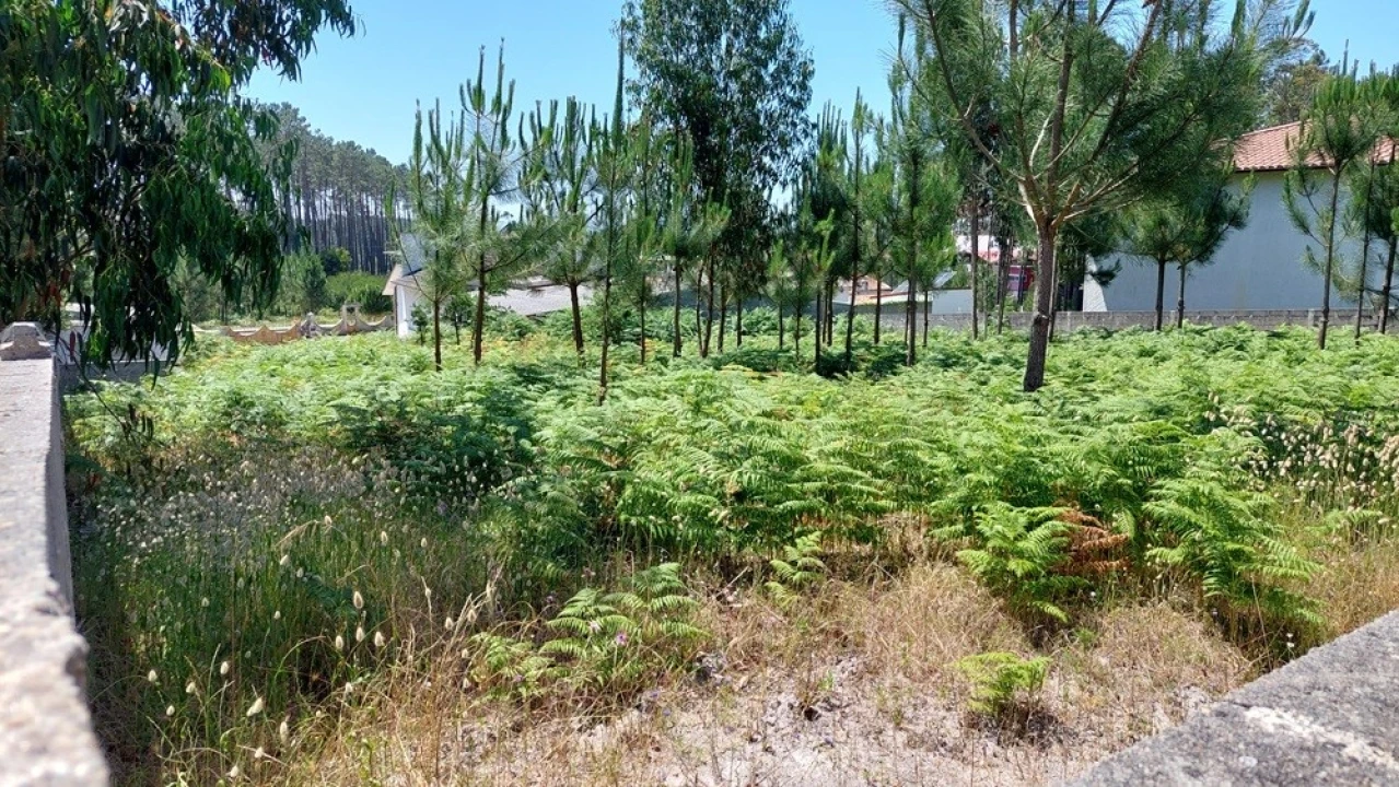 Terreno para Venda em Monte Real e Carvide Foto 11