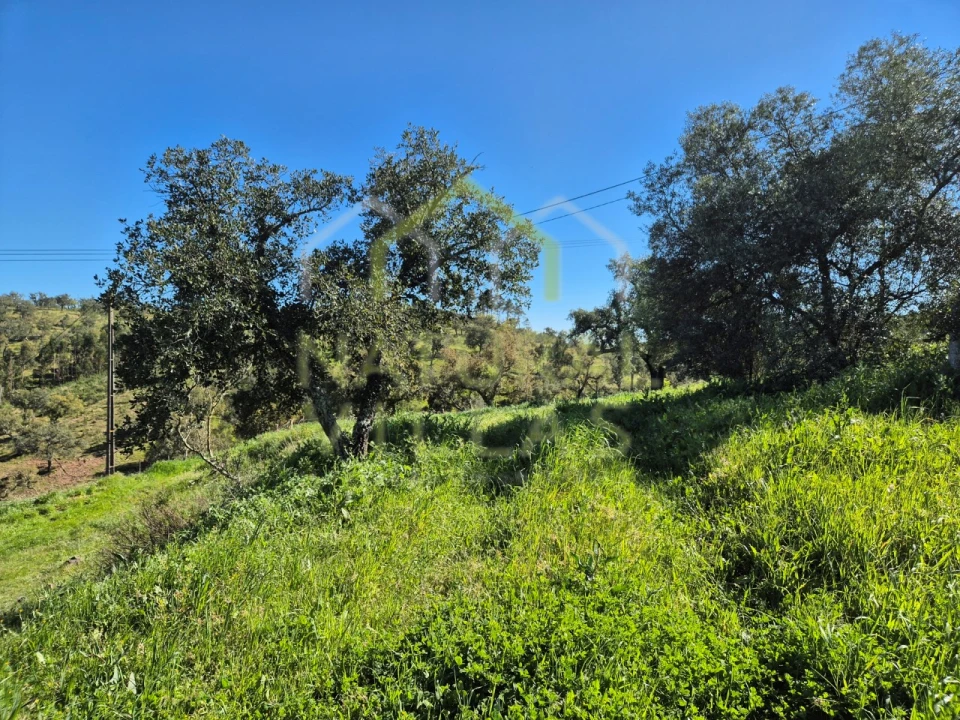 Terreno para Venda em Salir Foto 8
