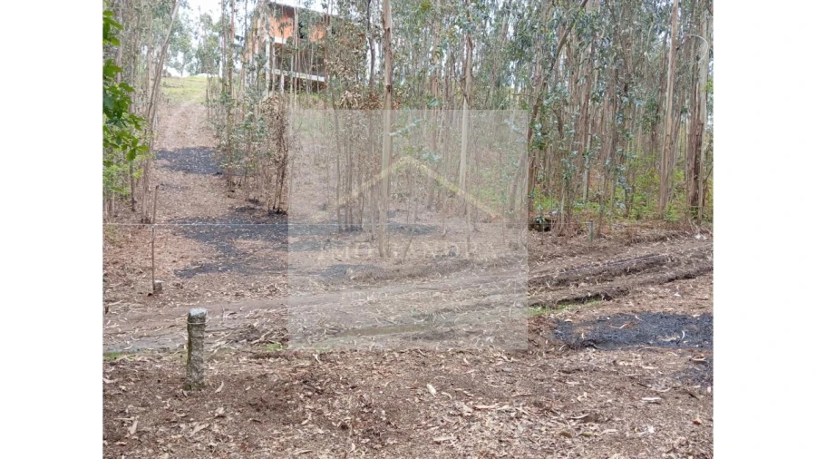Terreno para Venda em Lagares e Figueira Foto 7
