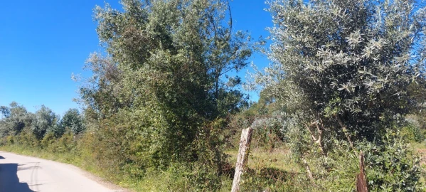Terreno para Venda em Torres Novas (Santa Maria, Salvador e Santiago)