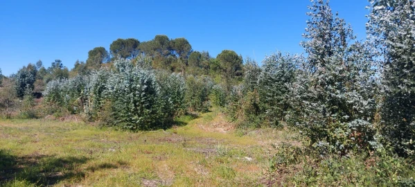 Terreno para Venda em Torres Novas (Santa Maria, Salvador e Santiago)