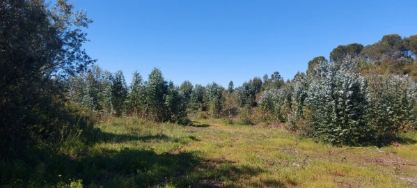 Terreno para Venda em Torres Novas (Santa Maria, Salvador e Santiago)