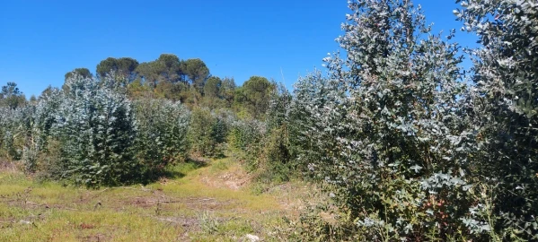 Terreno para Venda em Torres Novas (Santa Maria, Salvador e Santiago)