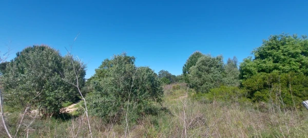 Terreno para Venda em Torres Novas (Santa Maria, Salvador e Santiago)