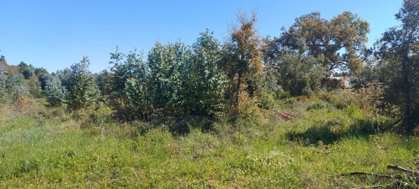 Terreno para Venda em Torres Novas (Santa Maria, Salvador e Santiago)