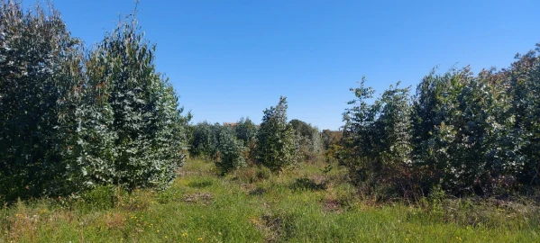 Terreno para Venda em Torres Novas (Santa Maria, Salvador e Santiago)