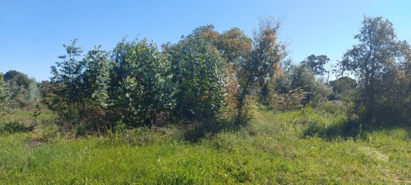 Terreno para Venda em Torres Novas (Santa Maria, Salvador e Santiago)