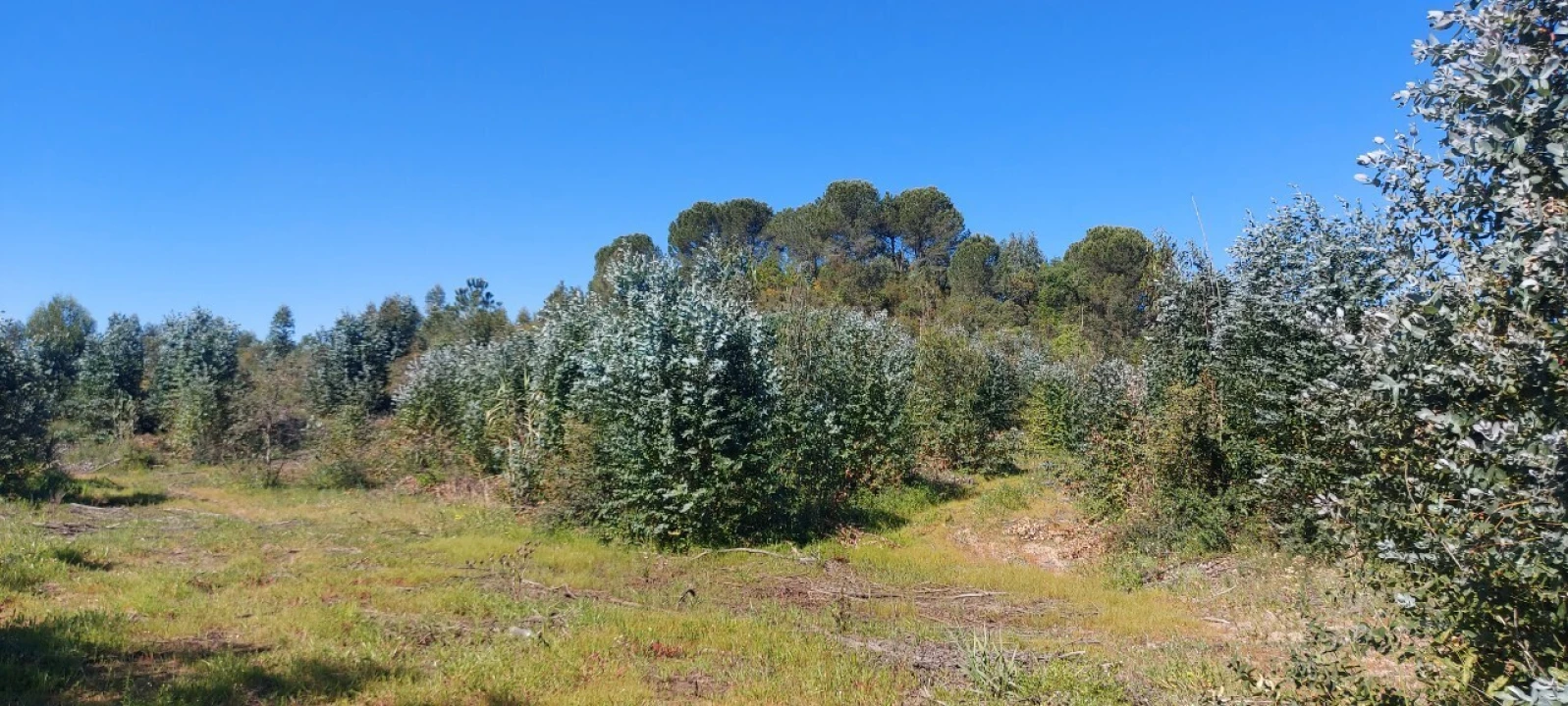 Terreno para Venda em Torres Novas (Santa Maria, Salvador e Santiago) Foto 10