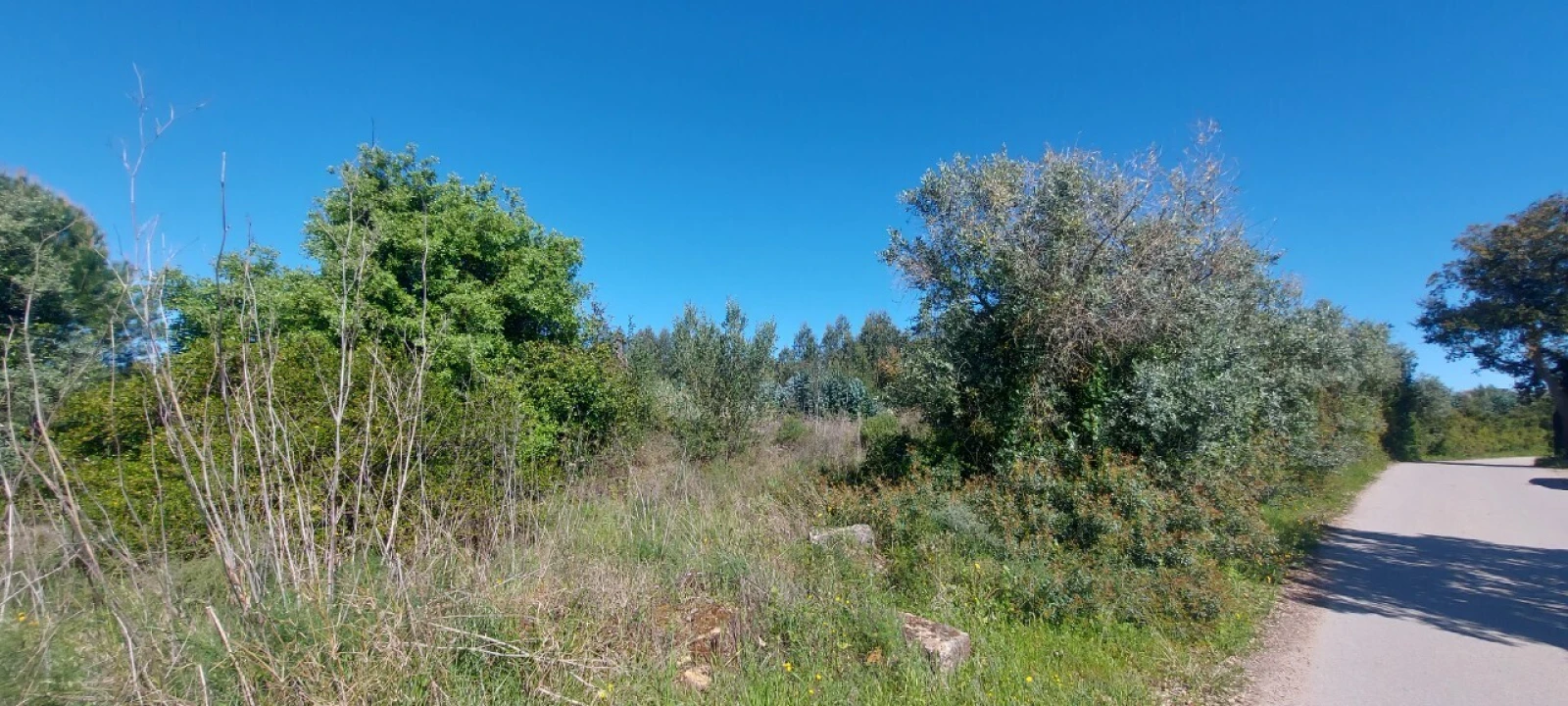 Terreno para Venda em Torres Novas (Santa Maria, Salvador e Santiago) Foto 14