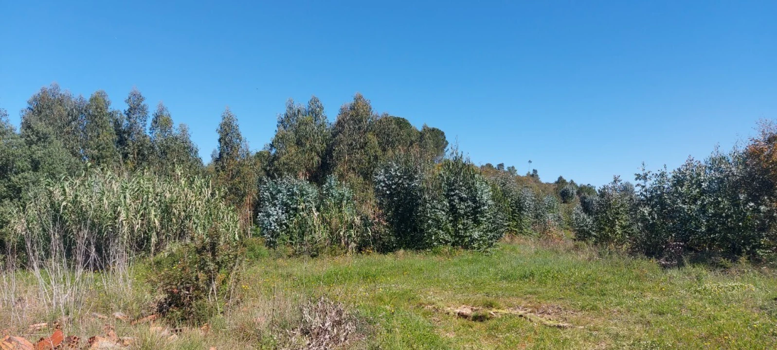 Terreno para Venda em Torres Novas (Santa Maria, Salvador e Santiago) Foto 21