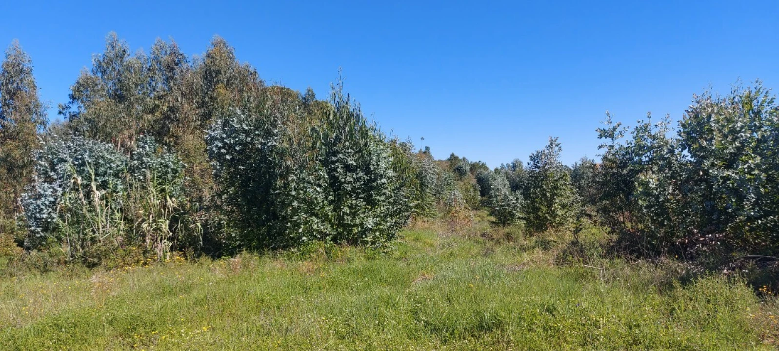 Terreno para Venda em Torres Novas (Santa Maria, Salvador e Santiago) Foto 23