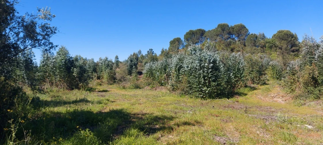 Terreno para Venda em Torres Novas (Santa Maria, Salvador e Santiago) Foto 7