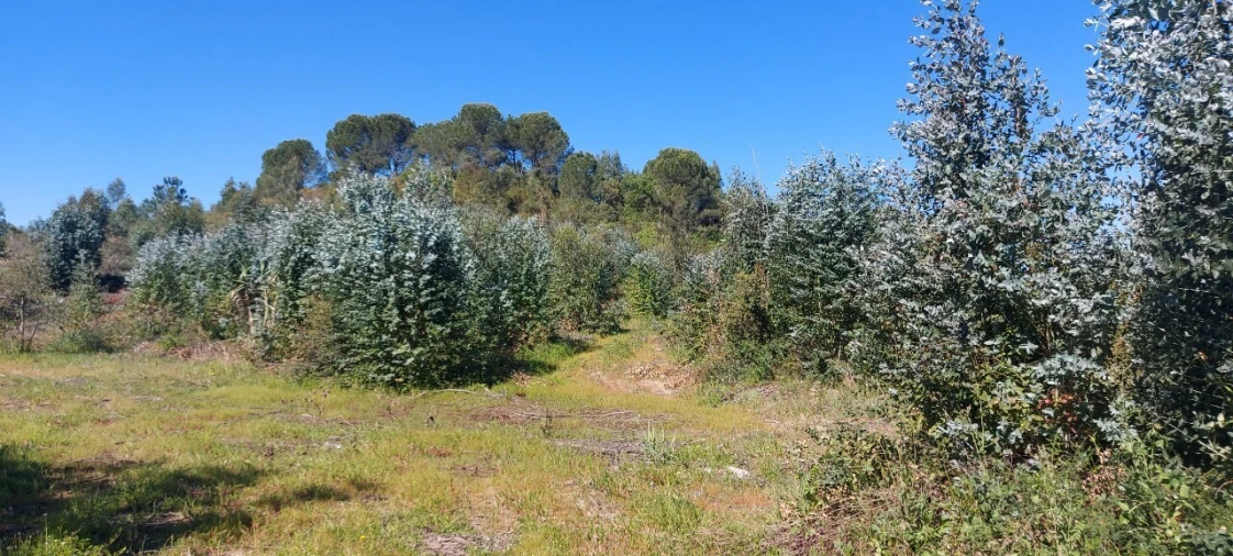 Terreno para Venda em Torres Novas (Santa Maria, Salvador e Santiago) Foto 8