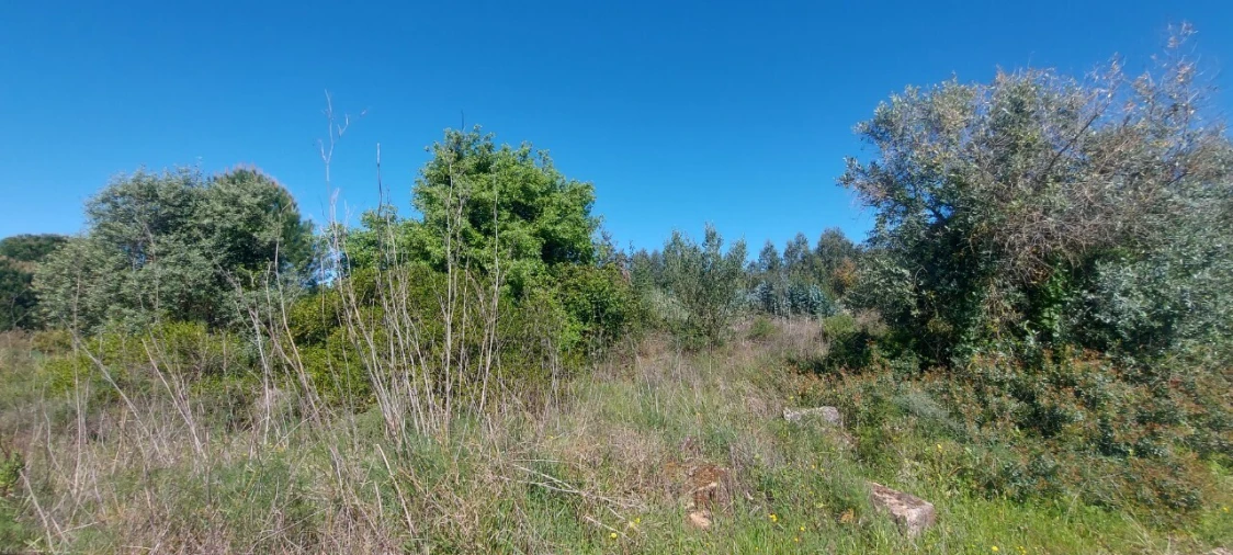 Terreno para Venda em Torres Novas (Santa Maria, Salvador e Santiago) Foto 13