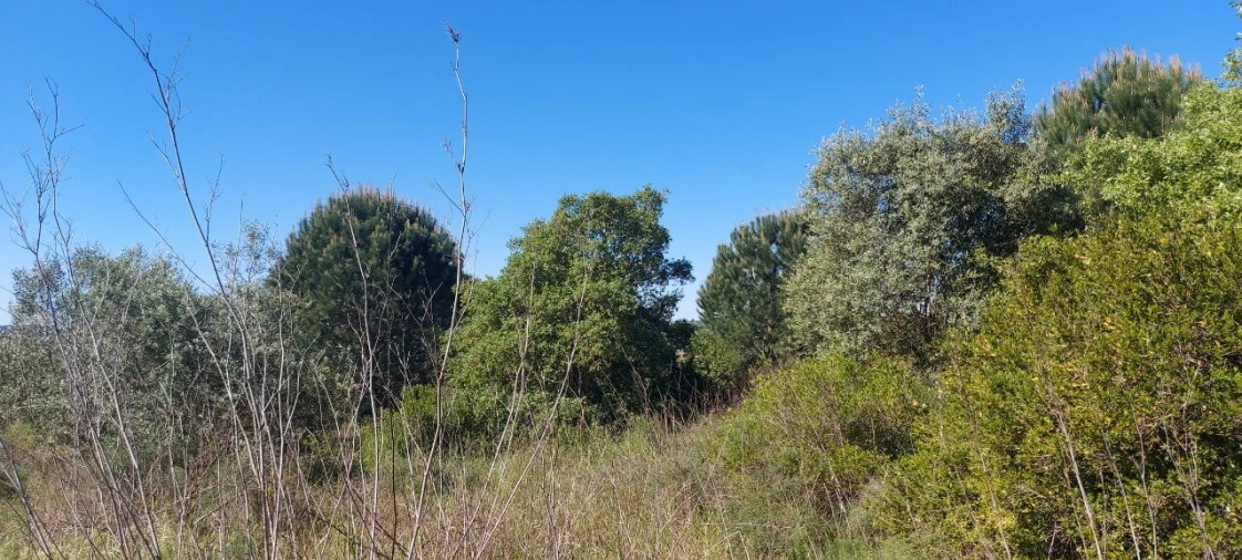Terreno para Venda em Torres Novas (Santa Maria, Salvador e Santiago) Foto 6