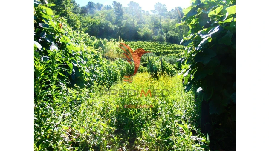 Terreno para Venda em Louredo e Fornelos Foto 17