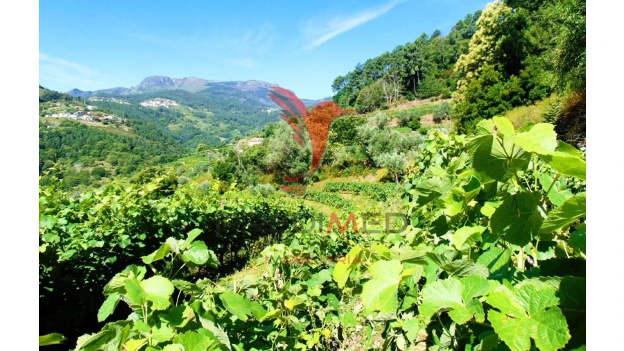 Terreno para Venda em Louredo e Fornelos Foto 14