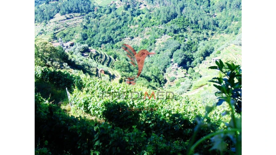 Terreno para Venda em Louredo e Fornelos Foto 9