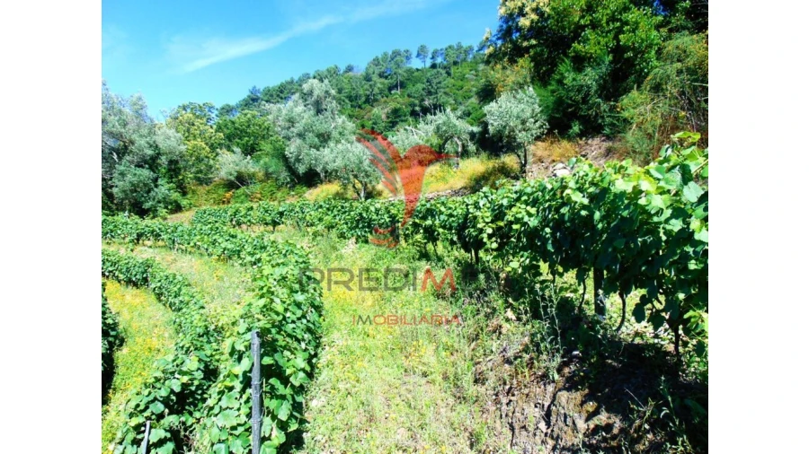 Terreno para Venda em Louredo e Fornelos Foto 15