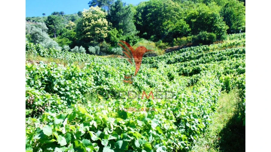 Terreno para Venda em Louredo e Fornelos Foto 20