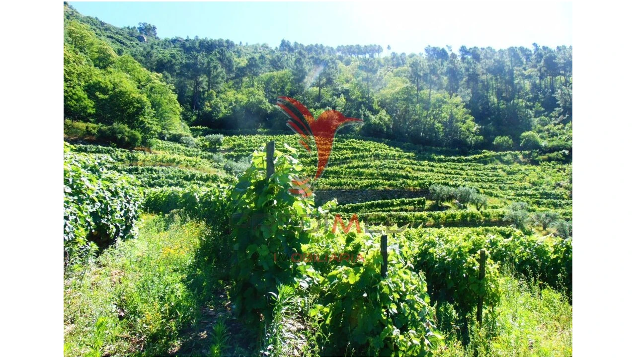 Terreno para Venda em Louredo e Fornelos Foto 18