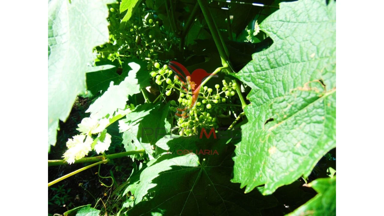 Terreno para Venda em Louredo e Fornelos Foto 7