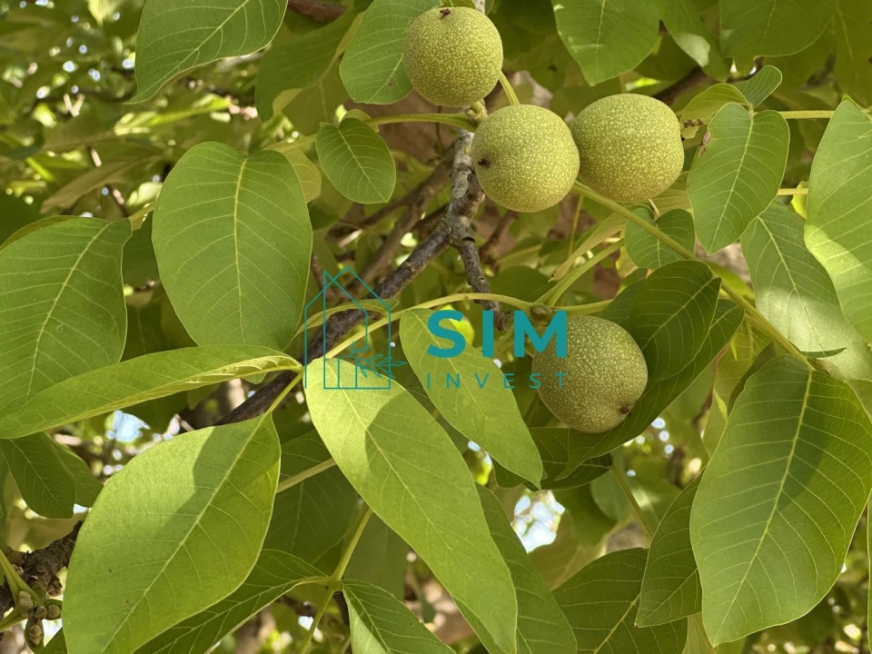 Quinta para Venda em Azoia de Cima e Tremês Foto 55