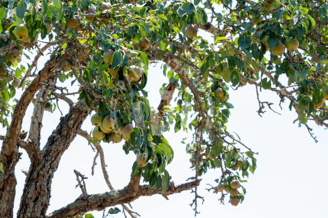 Quinta para Venda em Abela Foto 1