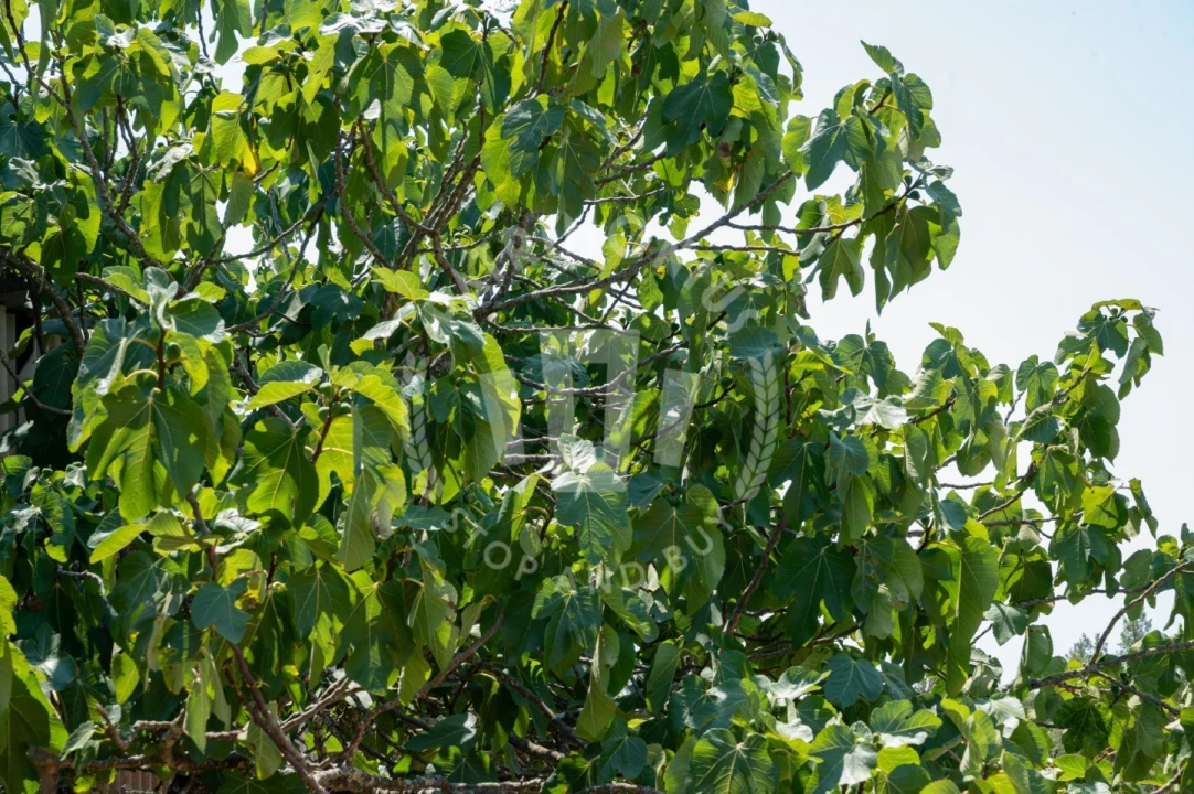 Quinta para Venda em Abela Foto 8