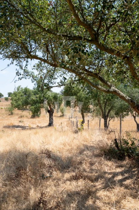 Quinta para Venda em Abela