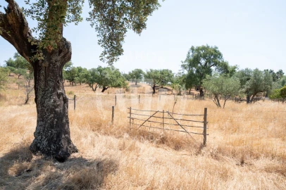Quinta para Venda em Abela
