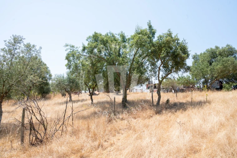 Quinta para Venda em Abela Foto 5