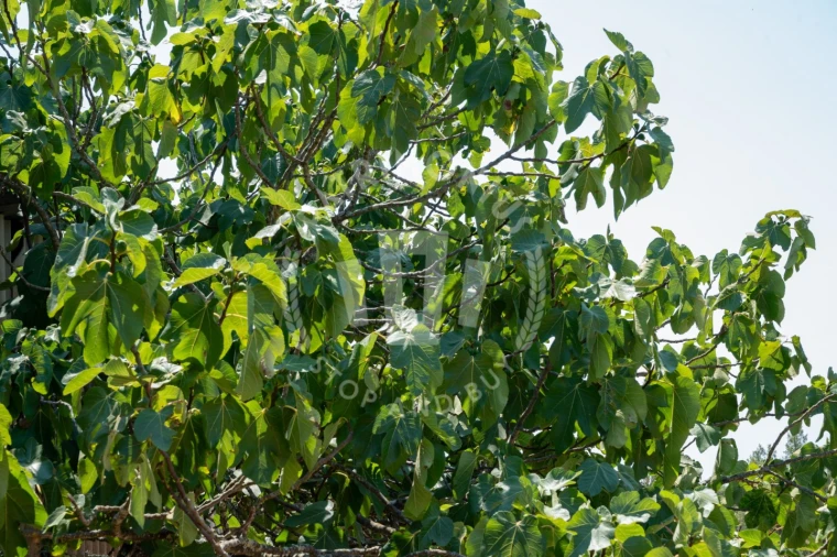 Quinta para Venda em Abela Foto 8