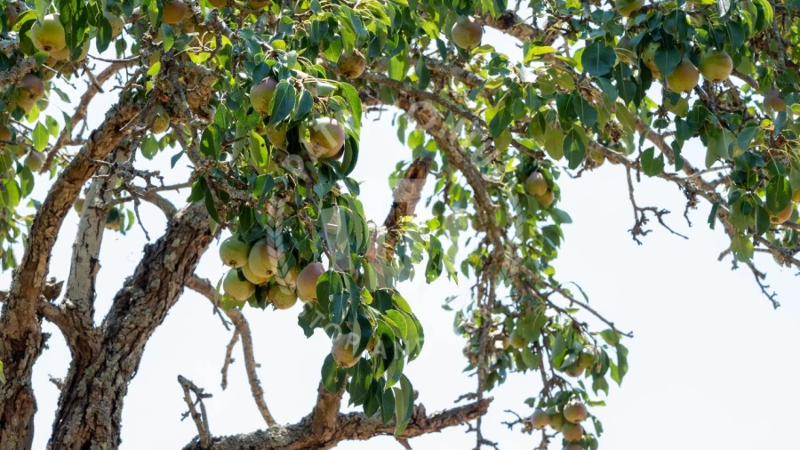 Quinta para Venda em Abela