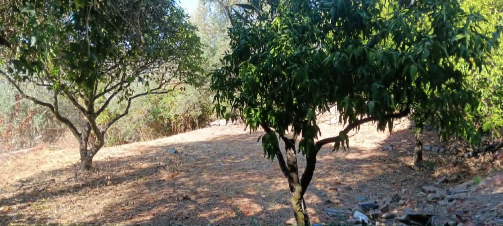 Moradia T2 para Venda em Mação, Penhascoso e Aboboreira Foto 10