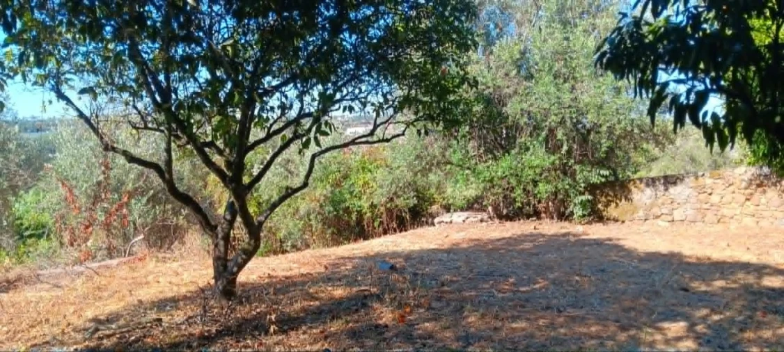 Moradia T2 para Venda em Mação, Penhascoso e Aboboreira Foto 11