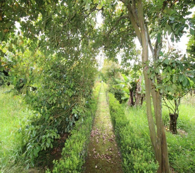 Terreno para Venda em Rabo de Peixe Foto 2