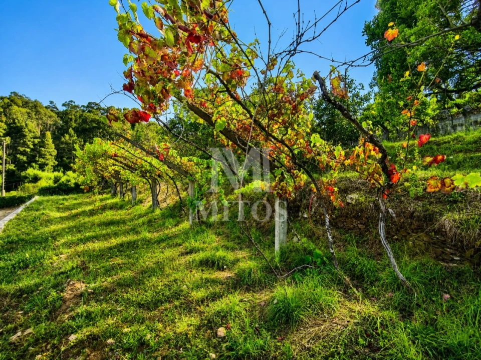 Terreno para Venda em Subportela, Deocriste e Portela Susã Foto 11